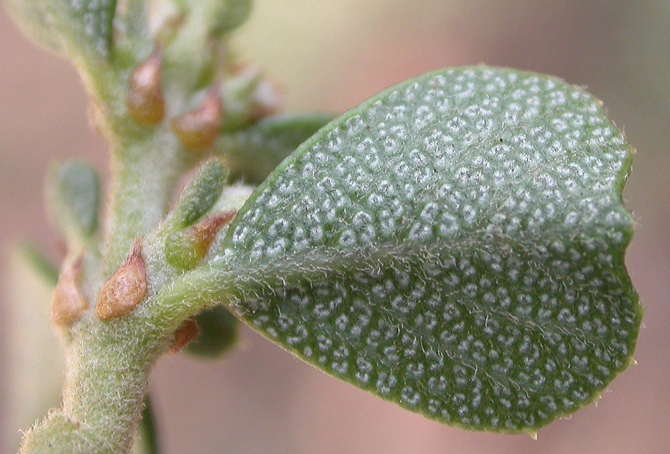 Rhamnaceae Ceanothus rigidus