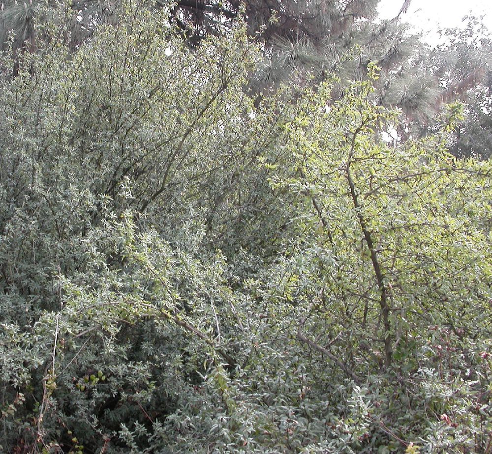 Berberidaceae Mahonia nevinii