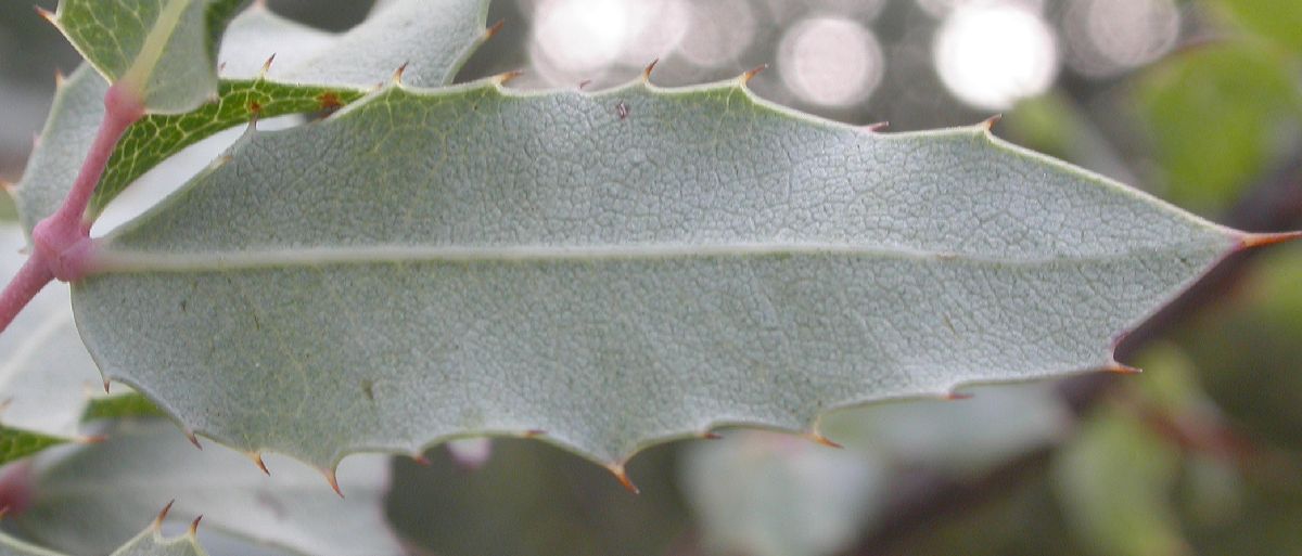 Berberidaceae Mahonia nevinii