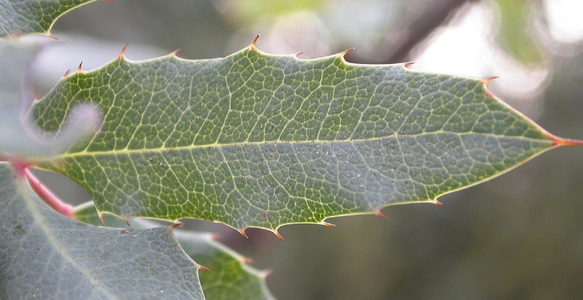 Berberidaceae Mahonia nevinii