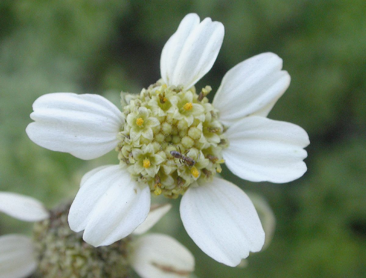 Asteraceae Bahia ambrosioides