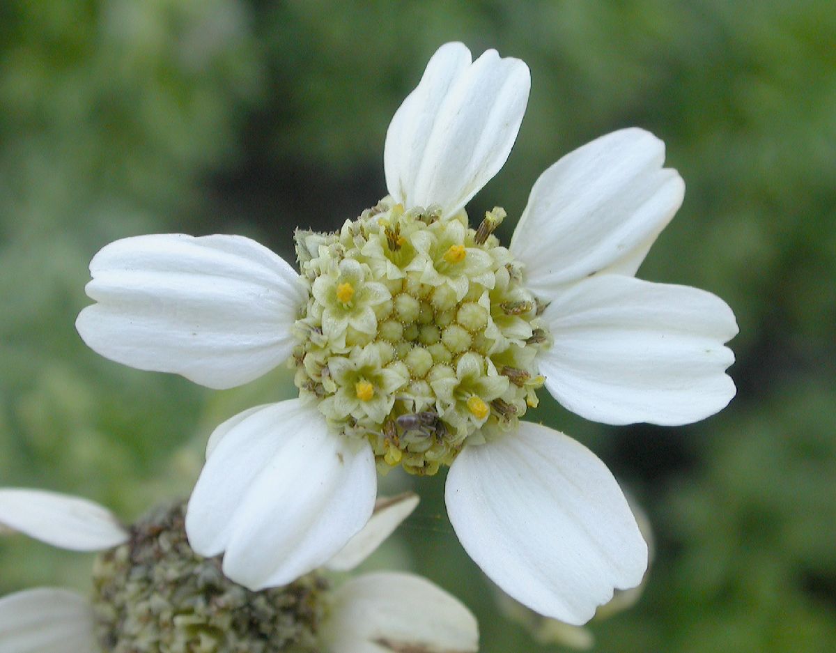 Asteraceae Bahia ambrosioides