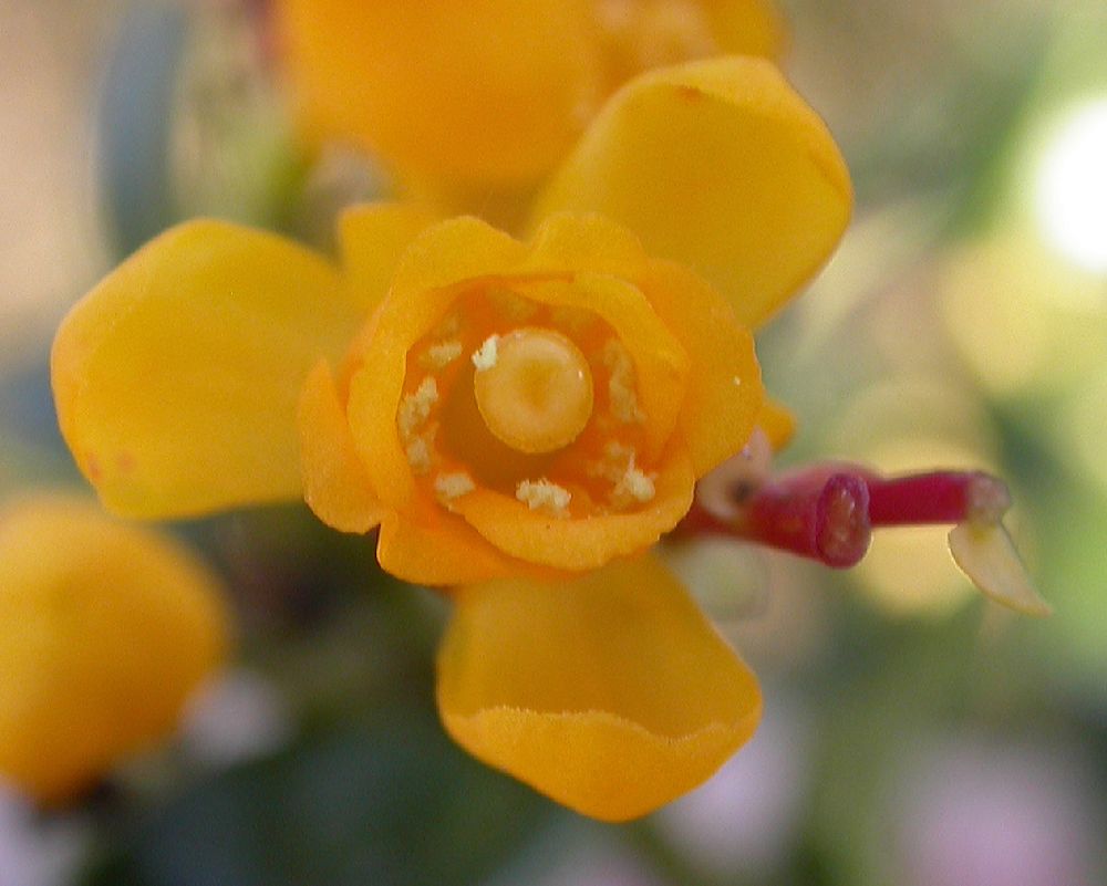 Berberidaceae Berberis darwinii