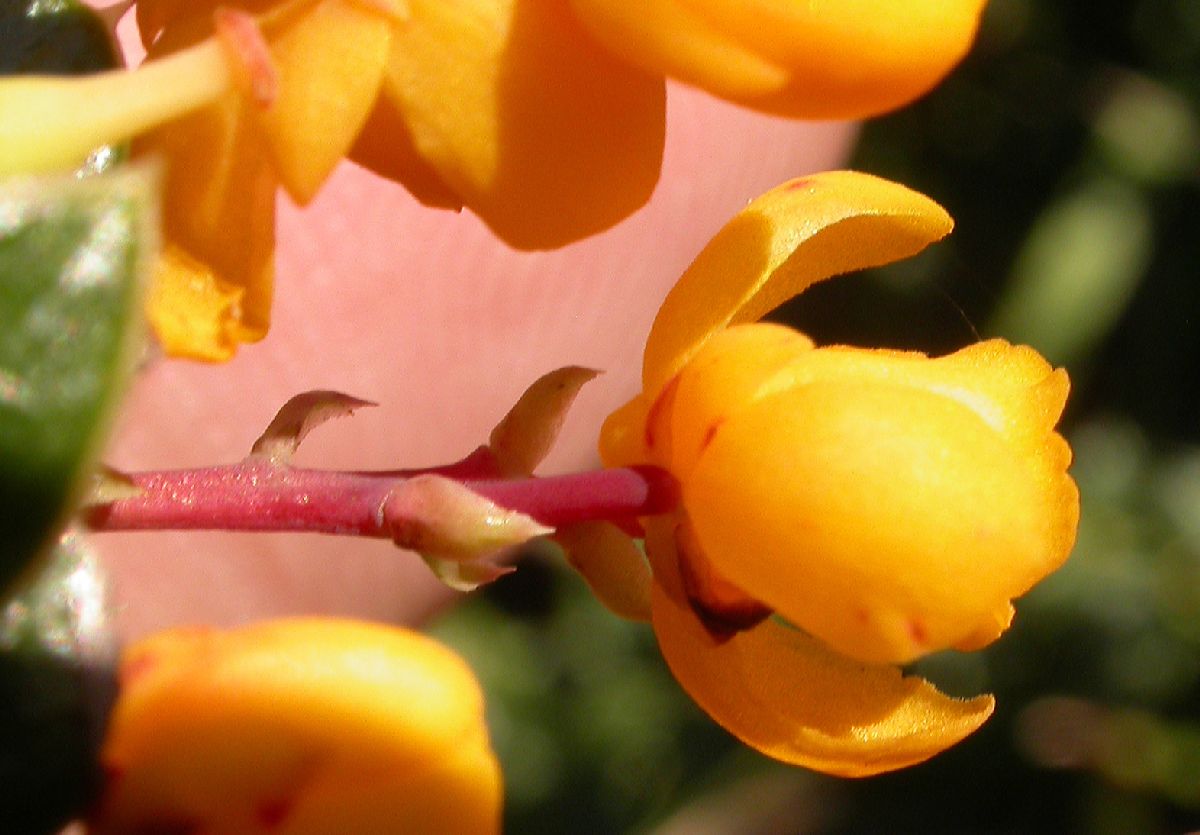 Berberidaceae Berberis darwinii
