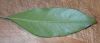 image of Pittosporum undulatum