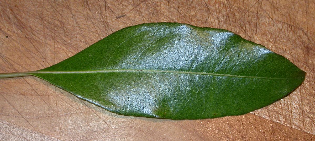 Pittosporaceae Pittosporum undulatum