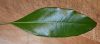image of Pittosporum undulatum