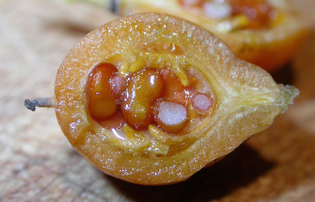 Pittosporaceae Pittosporum undulatum