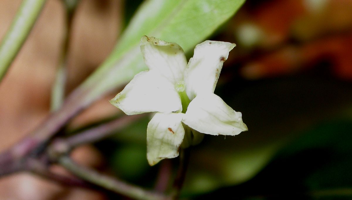 Pittosporaceae Pittosporum undulatum