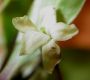 image of Pittosporum undulatum