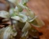 image of Pittosporum undulatum