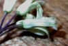 image of Pittosporum undulatum