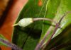 image of Pittosporum undulatum