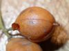 image of Pittosporum undulatum