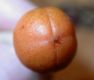 image of Pittosporum undulatum