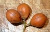 image of Pittosporum undulatum