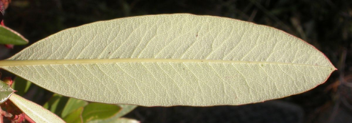 Ericaceae Comarostaphylis glaucescens