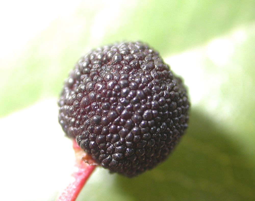 Ericaceae Comarostaphylis glaucescens