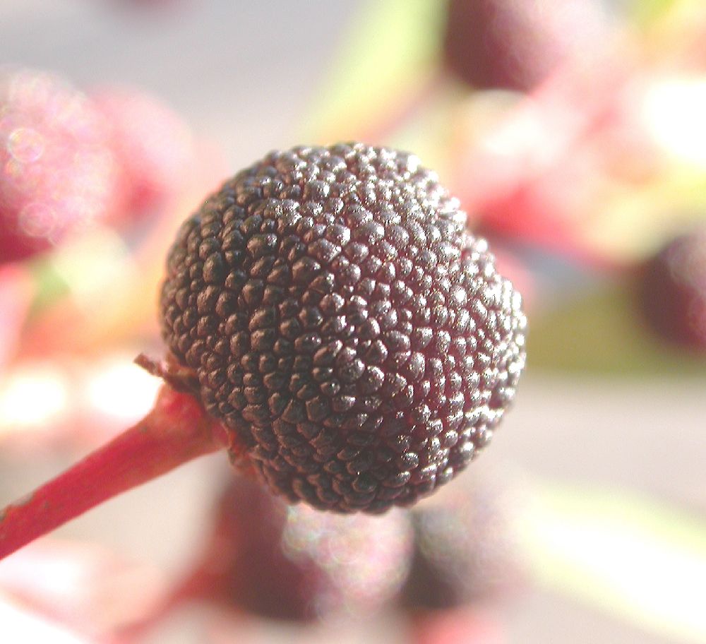 Ericaceae Comarostaphylis glaucescens