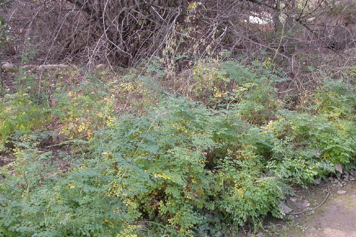Ranunculaceae Thalictrum fendleri