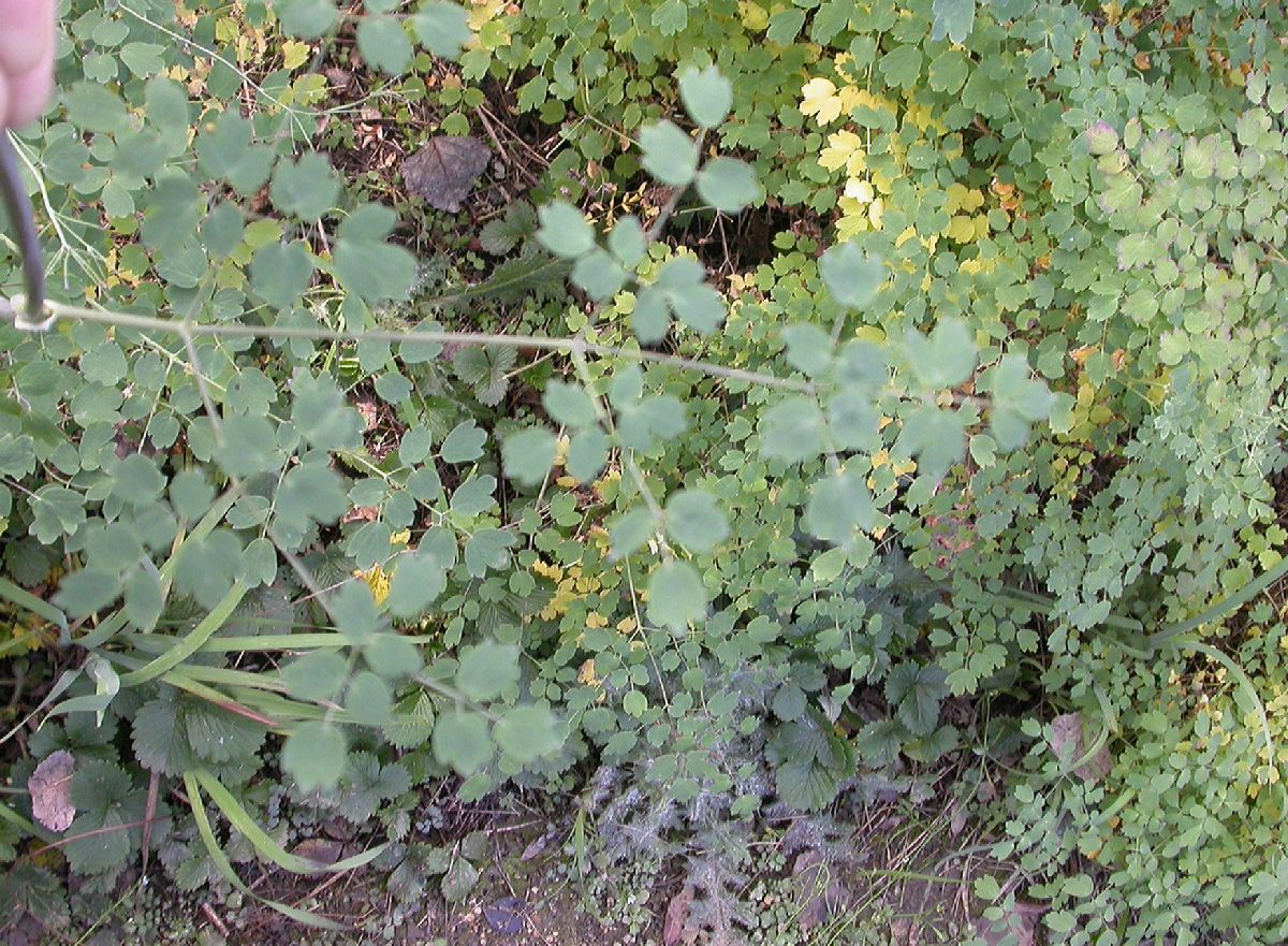 Ranunculaceae Thalictrum fendleri