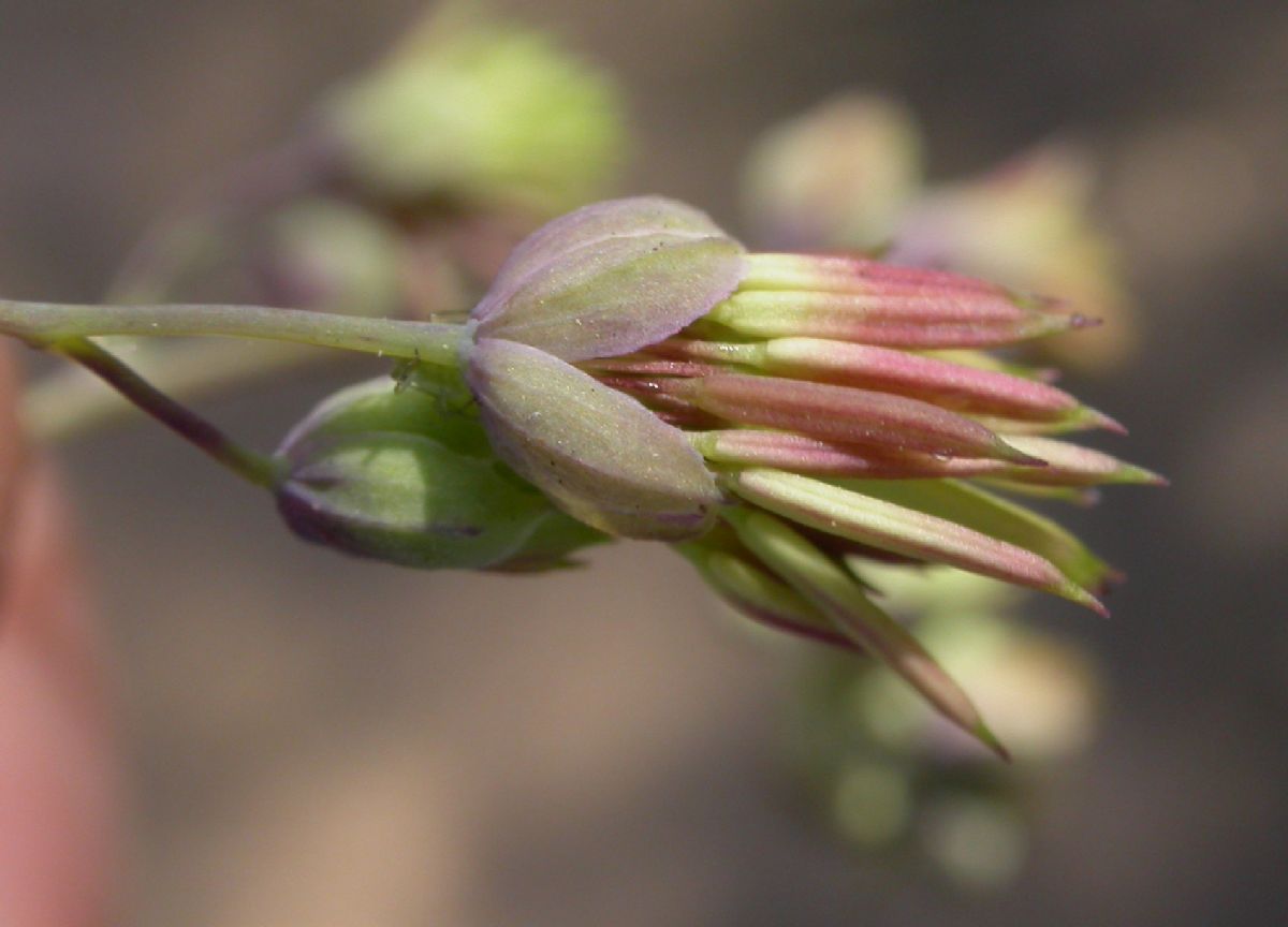 Ranunculaceae Thalictrum fendleri
