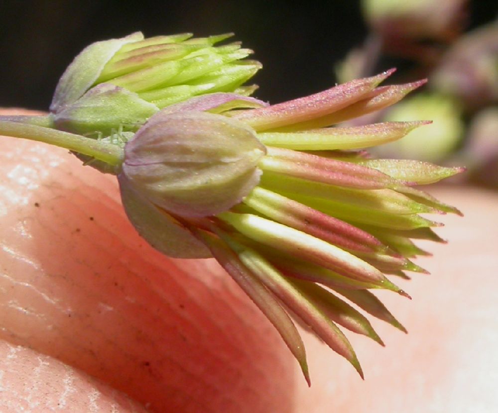 Ranunculaceae Thalictrum fendleri