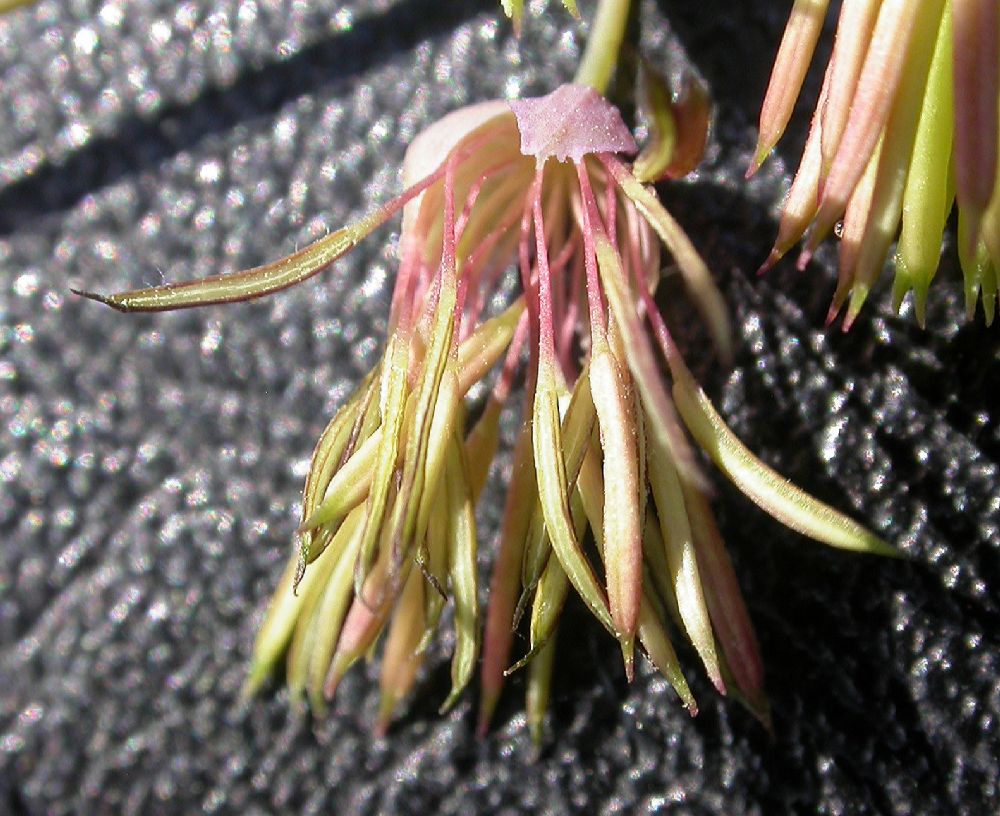 Ranunculaceae Thalictrum fendleri