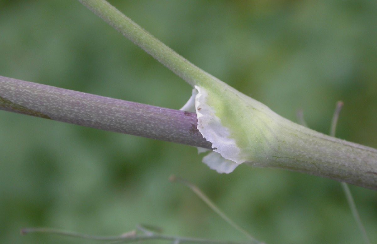 Ranunculaceae Thalictrum fendleri