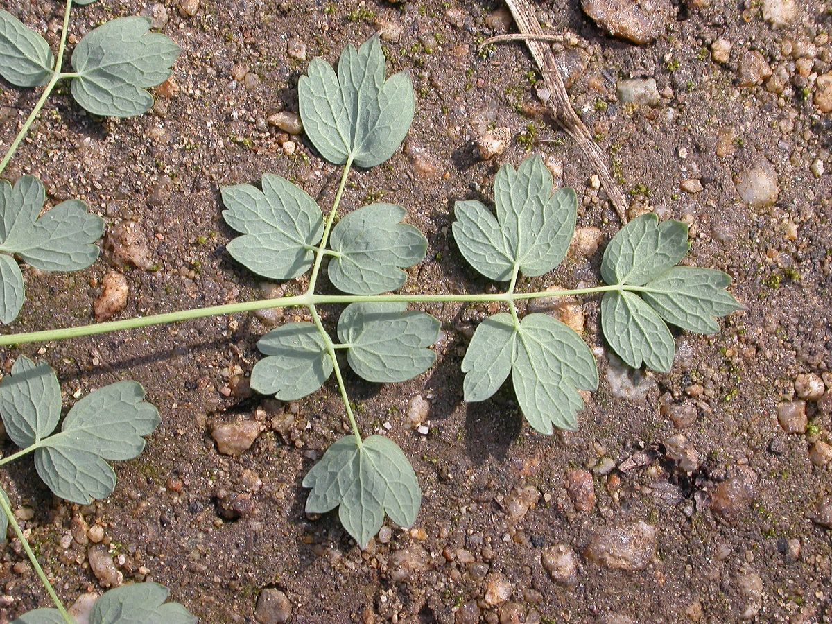 Ranunculaceae Thalictrum fendleri