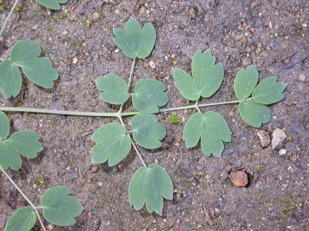 Ranunculaceae Thalictrum fendleri