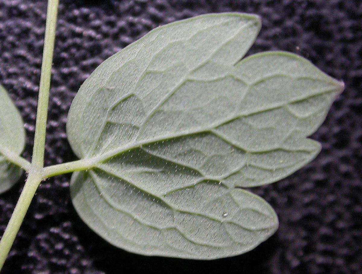 Ranunculaceae Thalictrum fendleri