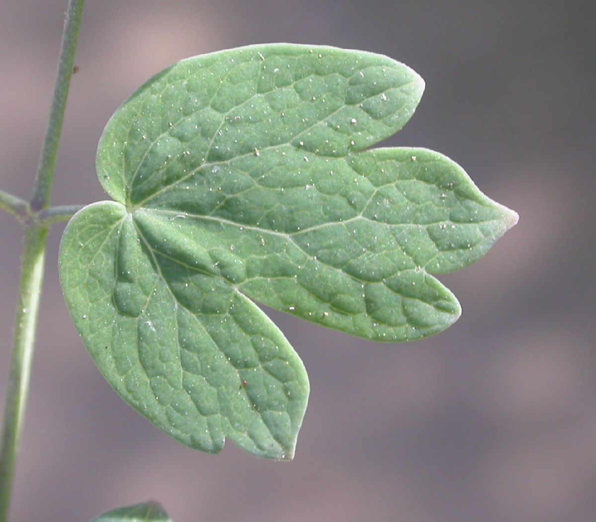 Ranunculaceae Thalictrum fendleri