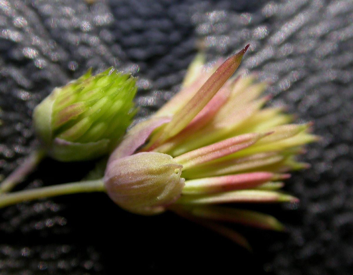 Ranunculaceae Thalictrum fendleri