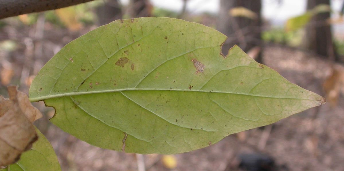 Calycanthaceae Calycanthus occidentalis