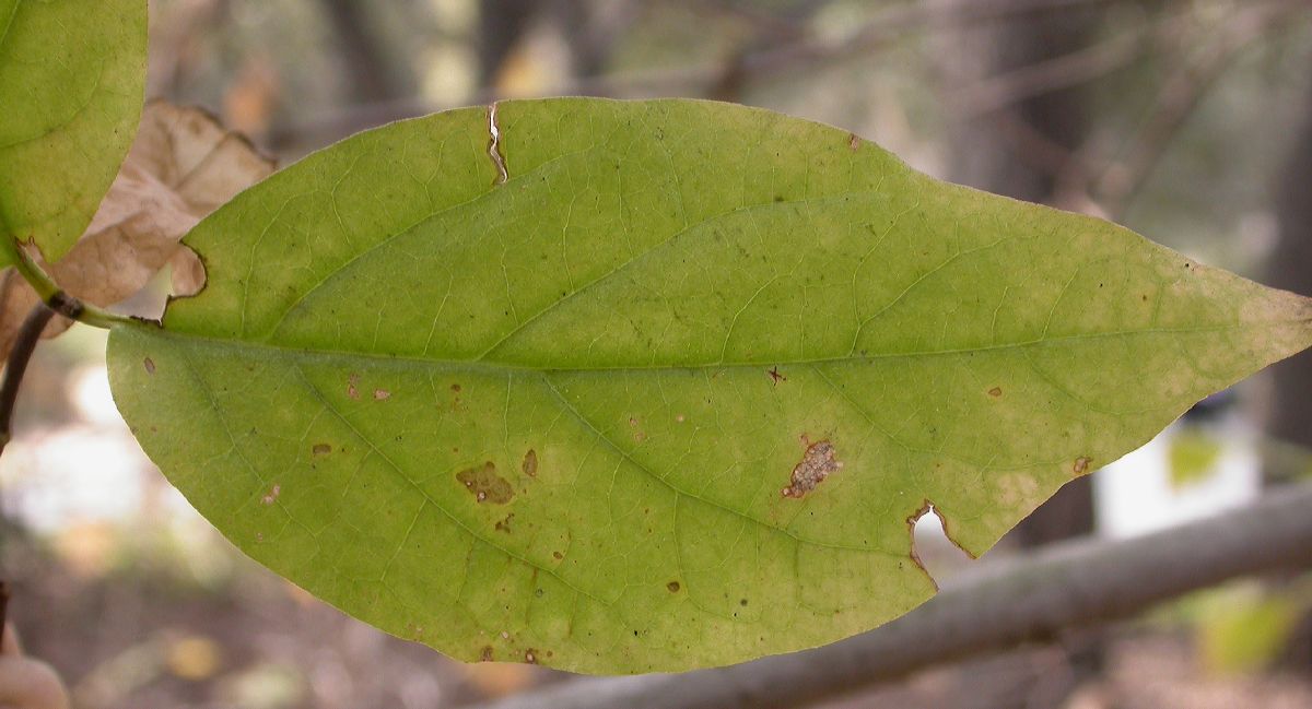 Calycanthaceae Calycanthus occidentalis