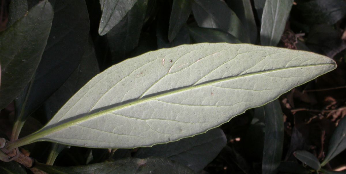 Hydrangeaceae Carpenteria californica