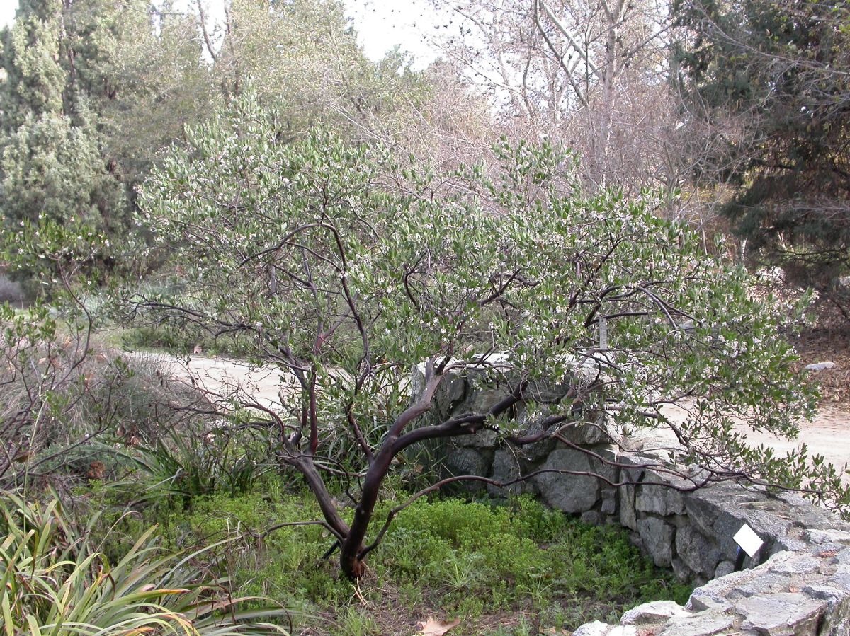 Ericaceae Arctostaphylos densiflora