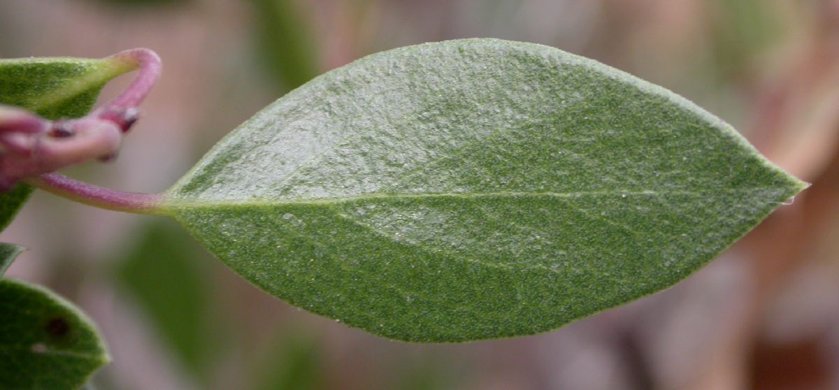 Ericaceae Arctostaphylos densiflora