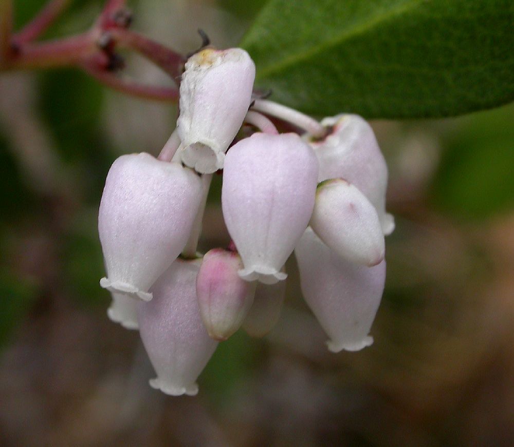Ericaceae Arctostaphylos densiflora