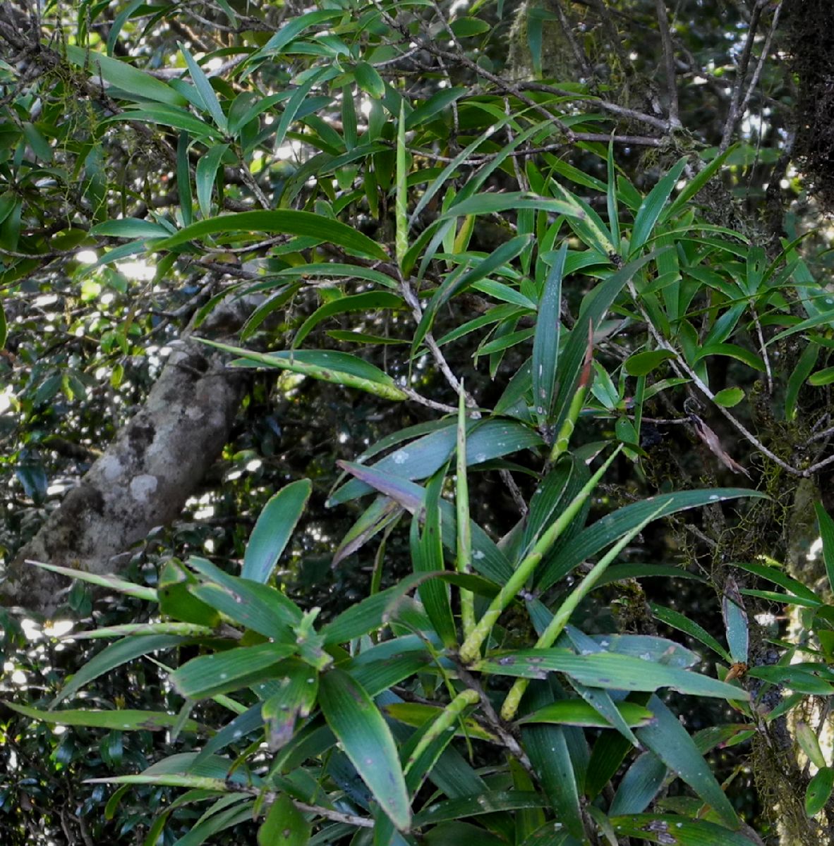 Smilacaceae Ripogon brevifolium