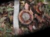 image of Zanthorrhoea 