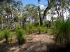 image of Zanthorrhoea 