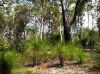 image of Zanthorrhoea 