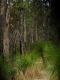 image of Zanthorrhoea 