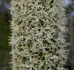image of Zanthorrhoea 