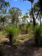 image of Zanthorrhoea 