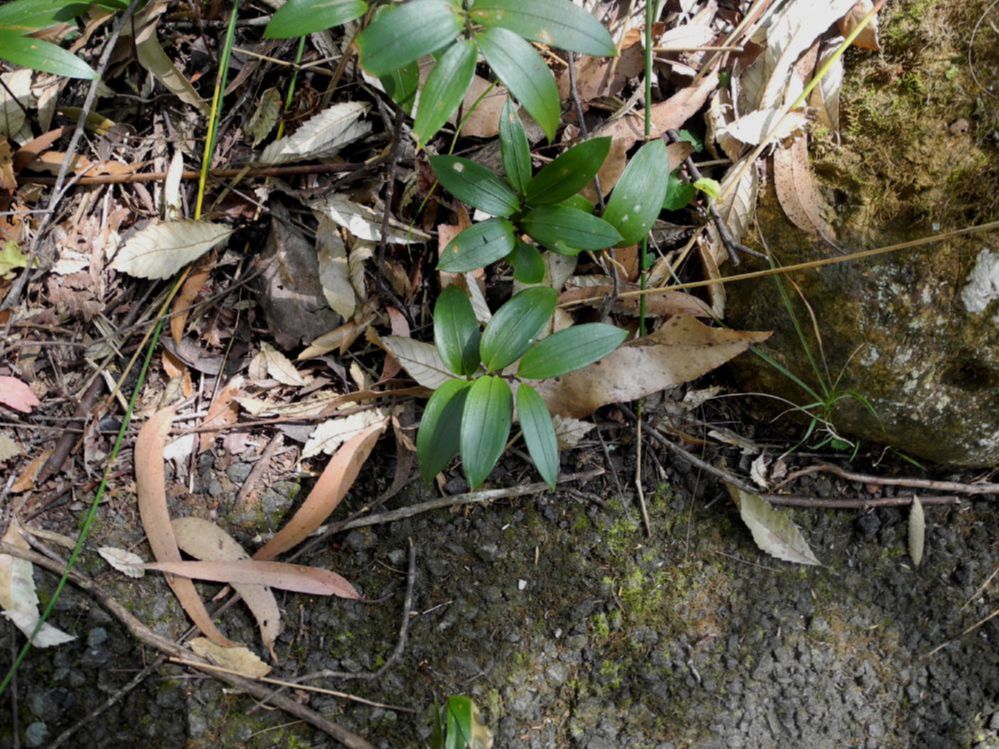 Luzuriagaceae Drymophila moorei