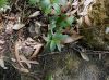 image of Drymophila moorei
