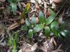 image of Drymophila moorei